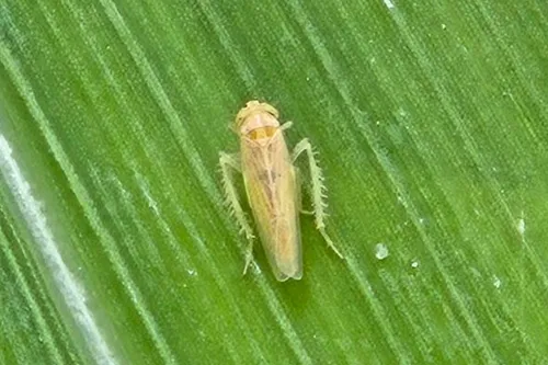 Cigarrinha-do-milho volta a preocupar a região