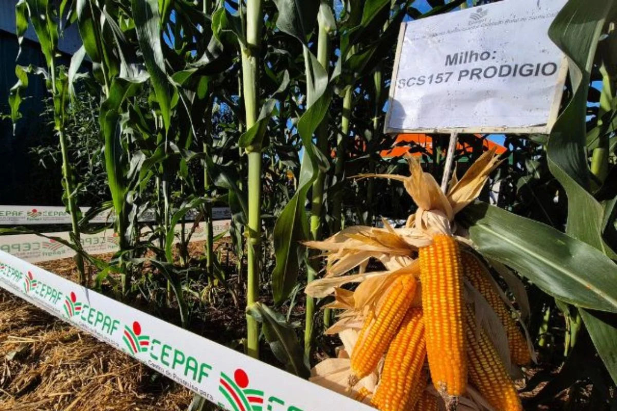 Papanduva participa de testes de milho mais produtivo