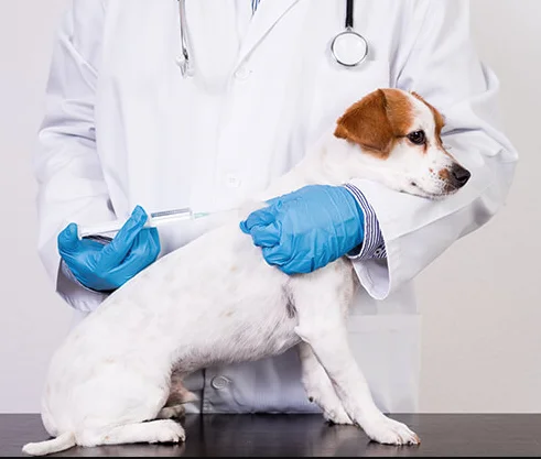 Programa Pet Levado a Sério prevê 1.785 castrações de cães e gatos
