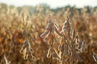 Bioestimulantes à base de alga marinha transformam a produtividade da soja no Brasil