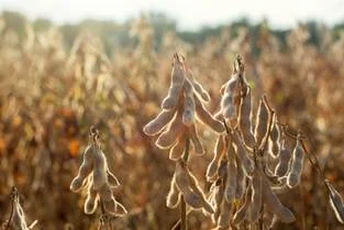 Bioestimulantes à base de alga marinha transformam a produtividade da soja no Brasil