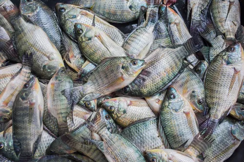 Papanduva abre encomendas de alevinos