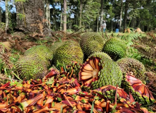 É tempo de pinhão: colheita começou dia 1º de abril em Santa Catarina