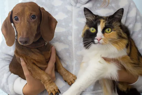 Começa o mutirão de castração em Papanduva