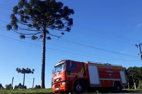 Quando a colheita de pinhão vira resgate