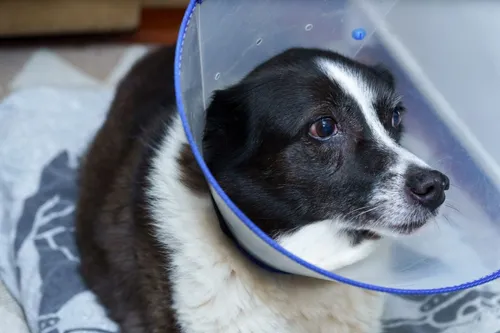 Papanduva orienta tutores sobre retirada de pontos