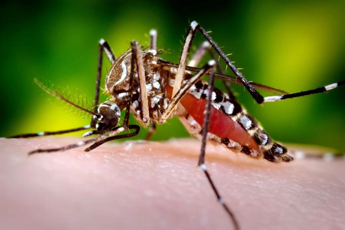 Papanduva vive infestação do Aedes aegypti