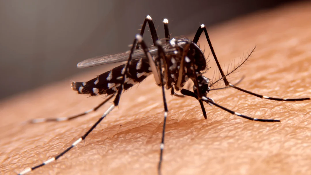 Com 67 focos ativos, Prefeitura de Canoinhas intensifica ações de combate à dengue