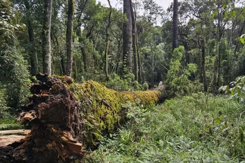 Embrapa tenta resgatar DNA de araucária gigante na região