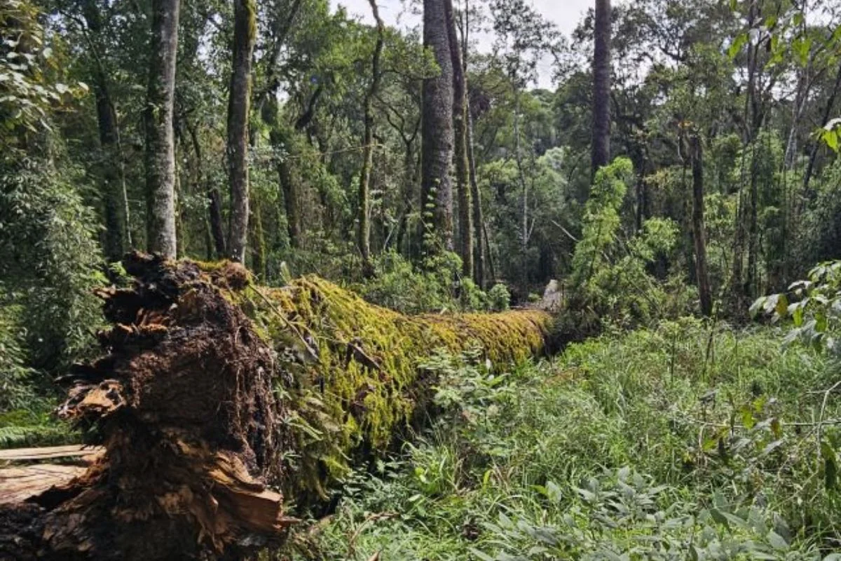 Embrapa tenta resgatar DNA de araucária gigante na região