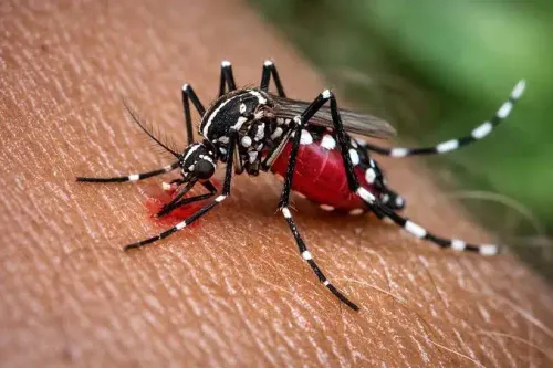 Prefeitura intensifica ações de combate à dengue com aplicação de inseticida em São Bento do Sul