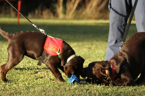 Em família: labradores bombeiros se aposentam na região