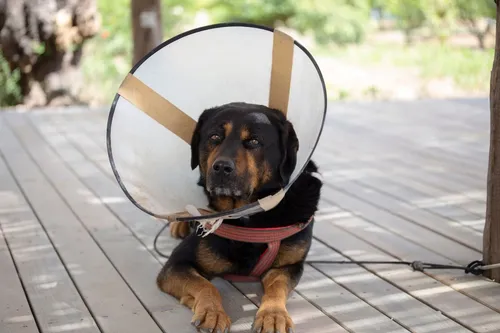 Papanduva divulga segunda etapa de retirada de pontos de pets