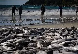 Supersafra e limite de cotas antecipam fim do arrasto de praia da tainha em SC; Governo Federal recua e libera cota extra
