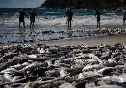 Supersafra e limite de cotas antecipam fim do arrasto de praia da tainha em SC; Governo Federal recua e libera cota extra