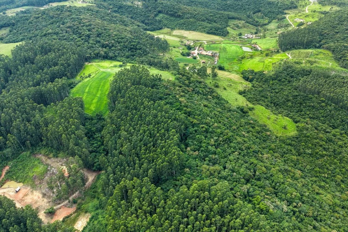 “Mais Verde”: programa paga para quem conserva a vegetação