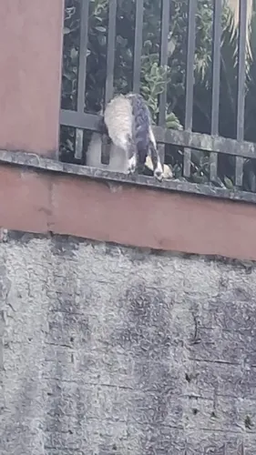 Moradores denunciam novos casos de envenenamento de cães e gatos em São Bento do Sul