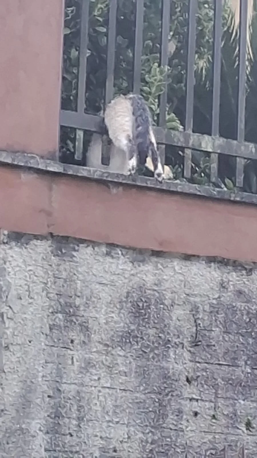 Moradores denunciam novos casos de envenenamento de cães e gatos em São Bento do Sul