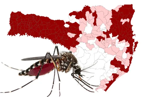 Papanduva e mais municípios seguem infestados