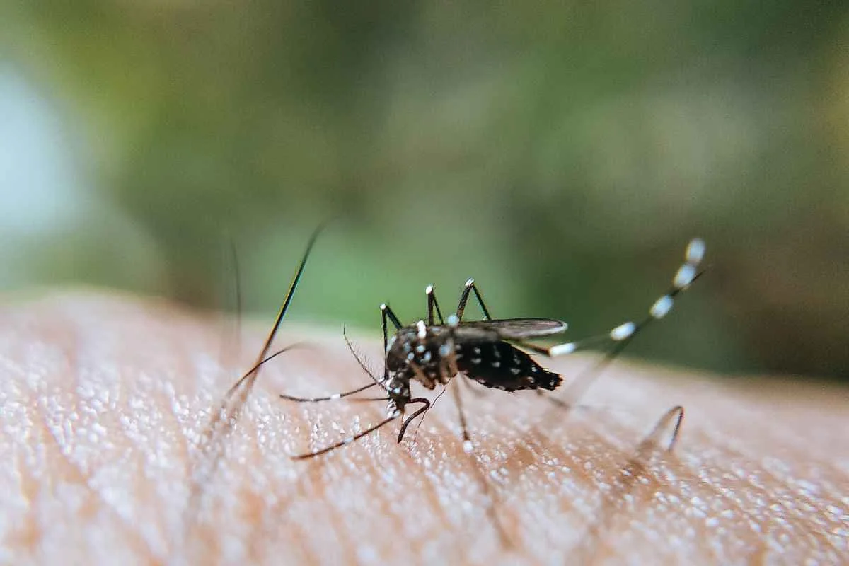 Papanduva entre os municípios infestados pelo Aedes aegypti