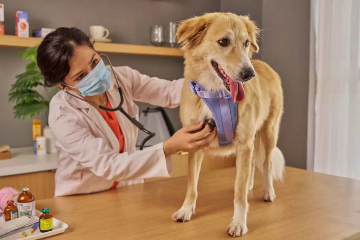 Papanduva abre licitação para itens veterinários