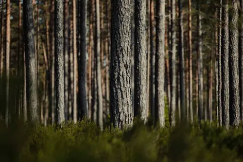 Fiesc discute regras para produtos de base florestal