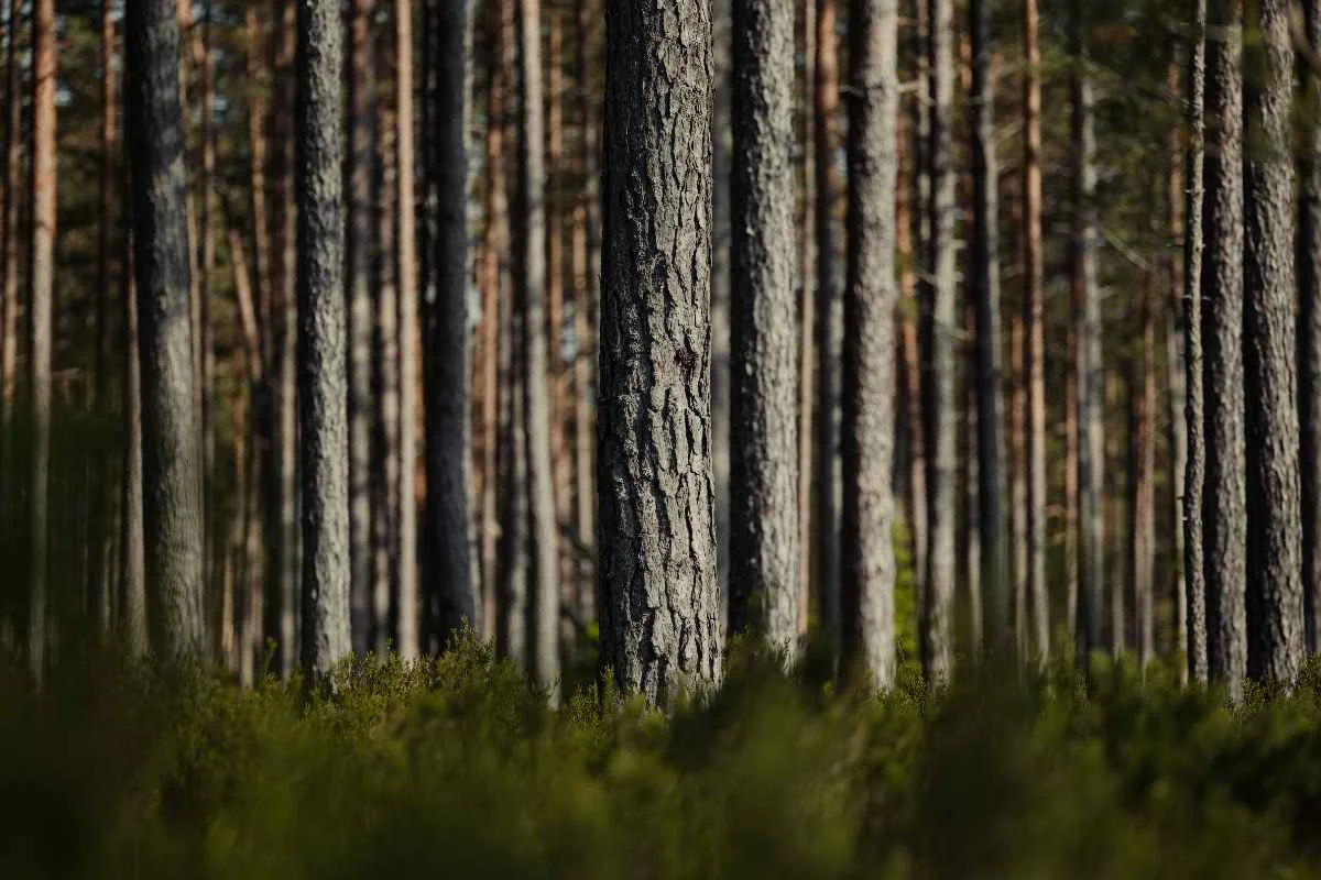 Fiesc discute regras para produtos de base florestal