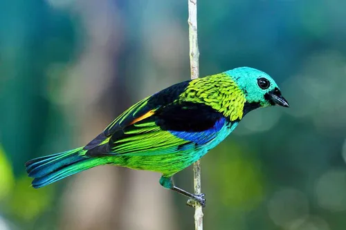 Assembleia Legislativa recebe exposição fotográfica de aves