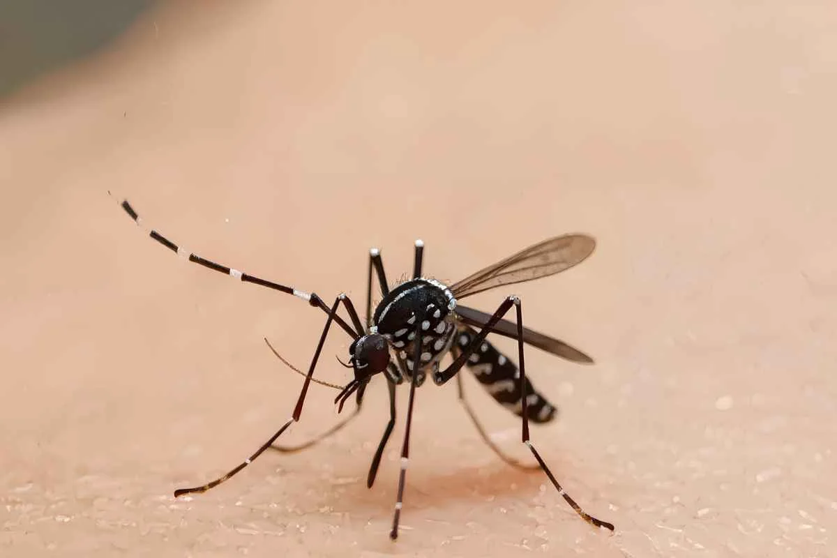 O que o relatório da dengue diz sobre Papanduva