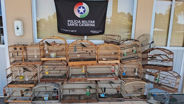 Imagem para matéria Aves silvestres são resgatadas 