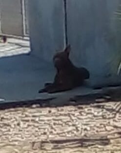 Imagem para matéria Pitbull Aterroriza moradores 