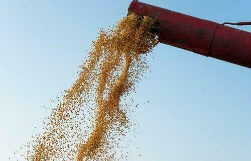 Imagem para matéria Preço da soja começa a quarta-feira (15) em queda, no Paraná 