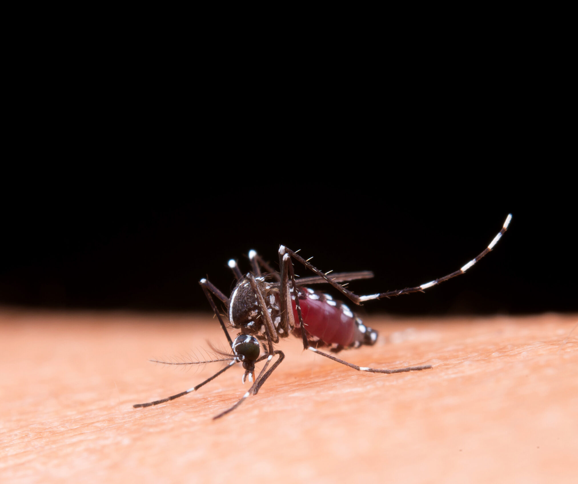 Imagem para matéria Dengue: Sudeste concentra 73% do número de casos prováveis no país nas primeiras semanas de 2025 