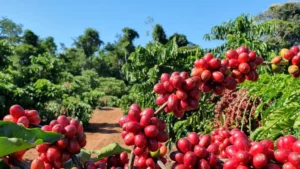 Imagem para matéria Saca do café arábica custa R$ 2.665, nesta quarta-feira (30) 