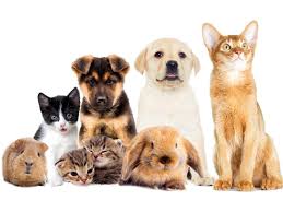 Imagem para matéria Animais são animais 